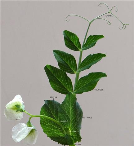 Lathyrus oleraceus